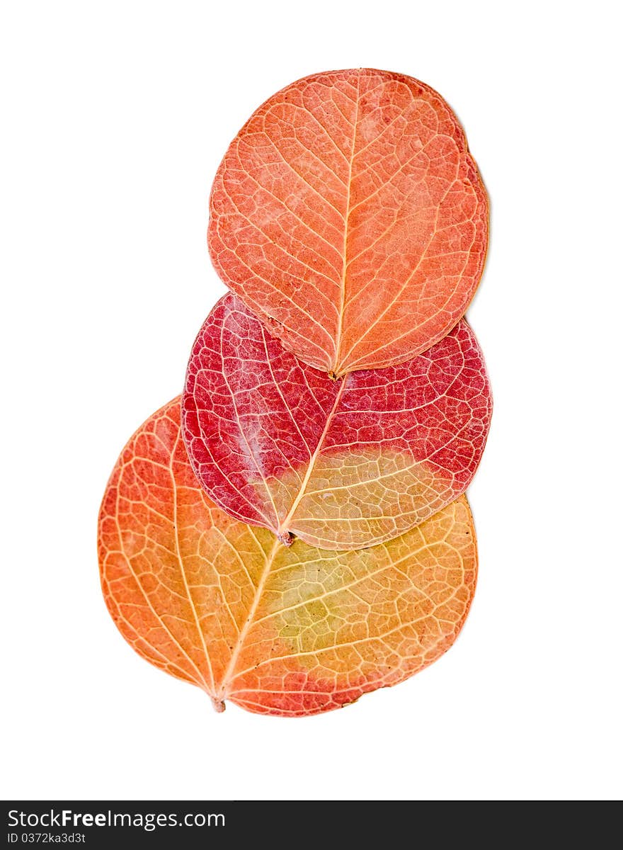 Red autumn leaf isolated