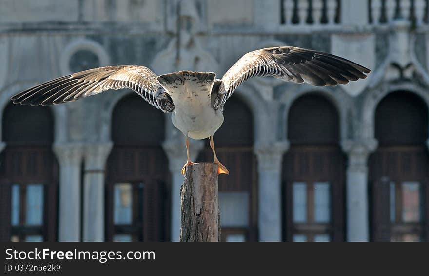 A seagull spreads its wings in Venice,Italy.