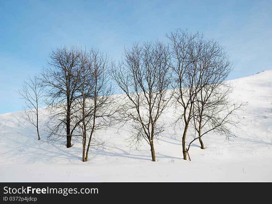 Bare trees against snow slope and blue sky.