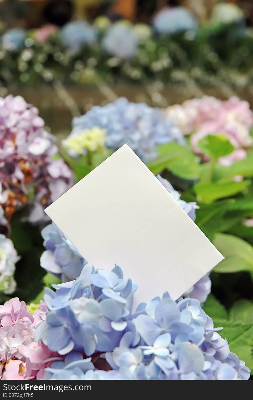 Paper blank with flowers in garden