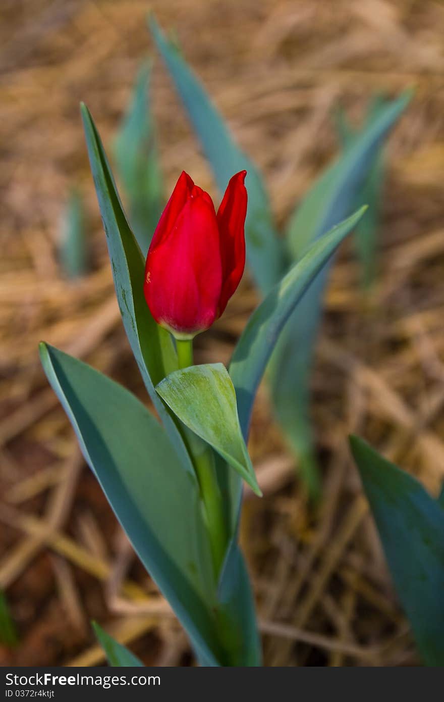 Beautiful Red Tulip In The Royal Garden