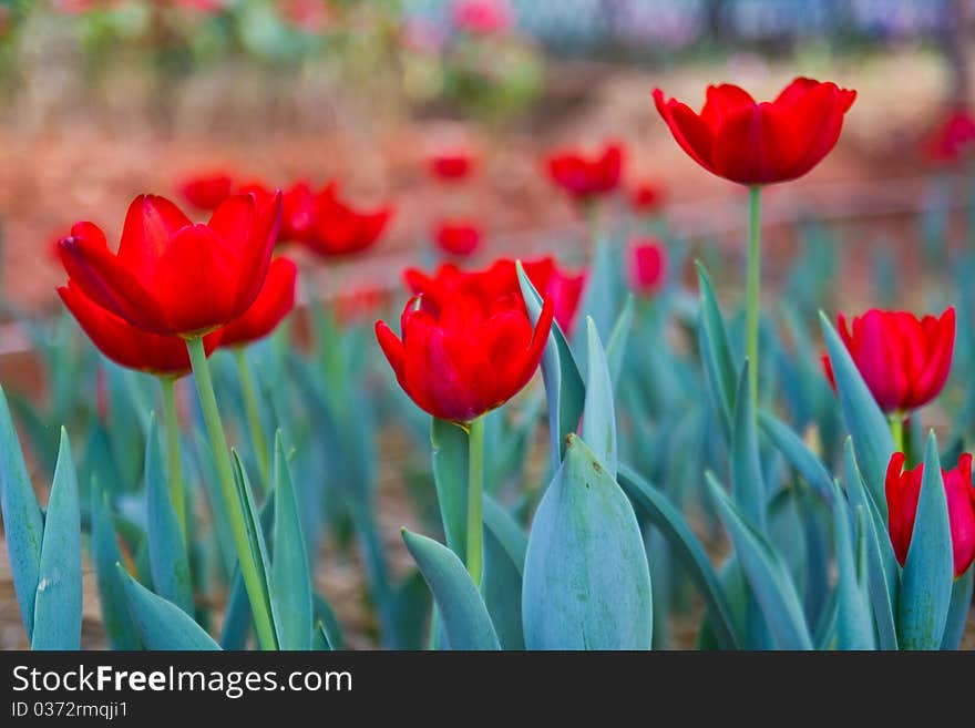 Beautiful red tulip at Baanrai Uthaithanee Thailand. Beautiful red tulip at Baanrai Uthaithanee Thailand