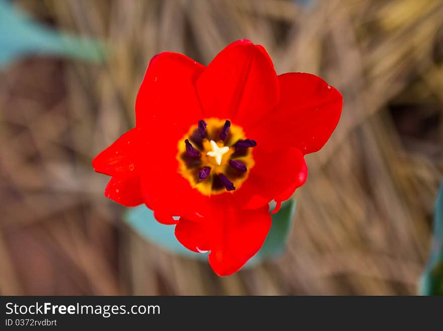 Beautiful red tulip in the Royal garden