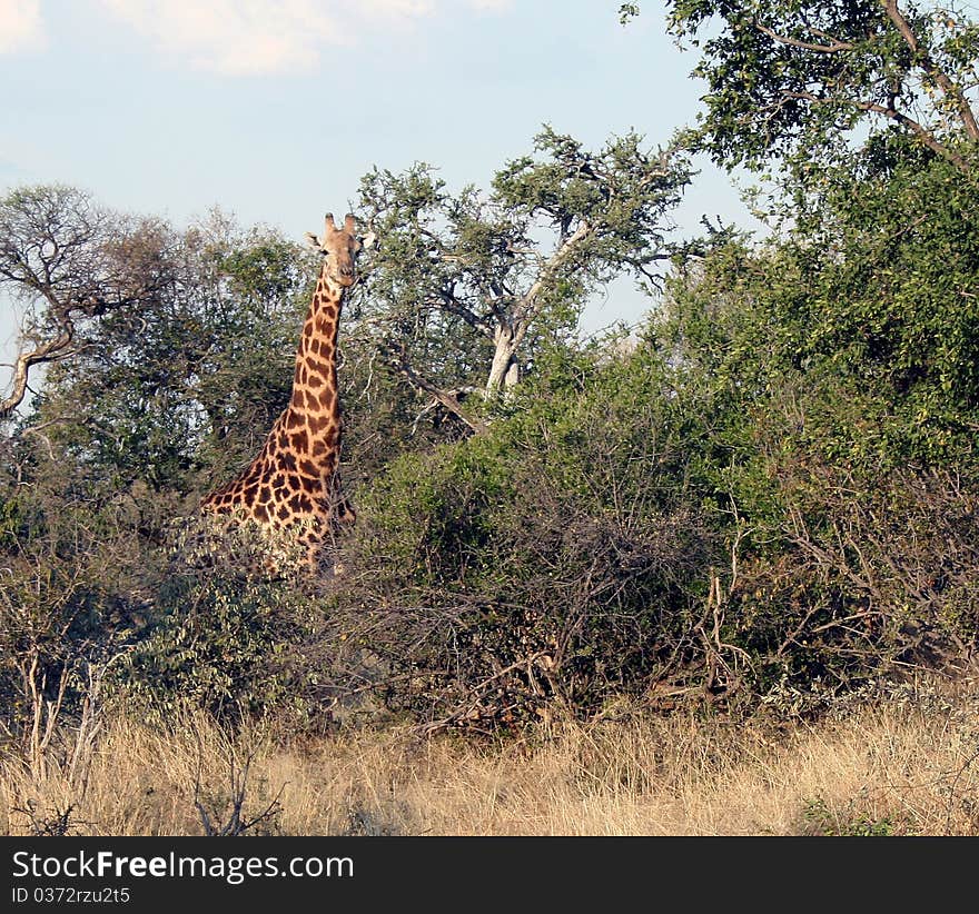 Giraffe in bushveld