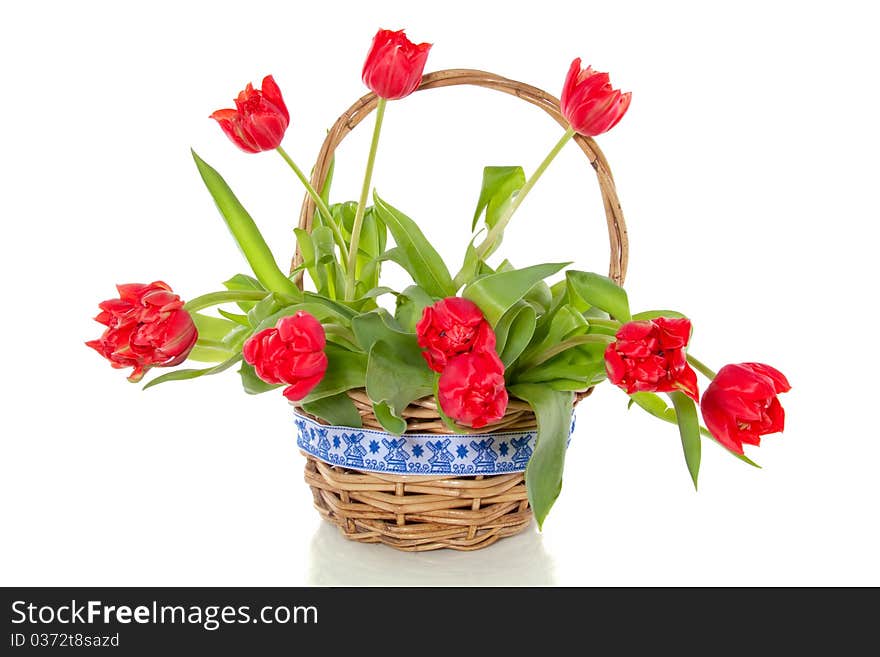 Cheerful red bouquet tulips in a wicker basket with ribbon isolated over white. Cheerful red bouquet tulips in a wicker basket with ribbon isolated over white