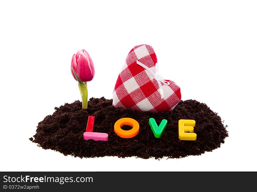 A lovely valentine heart and pink tulip with love letters in garden soil isolated over white. A lovely valentine heart and pink tulip with love letters in garden soil isolated over white