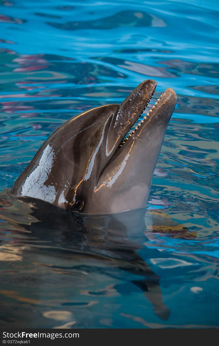 Wet dolphin head upper water