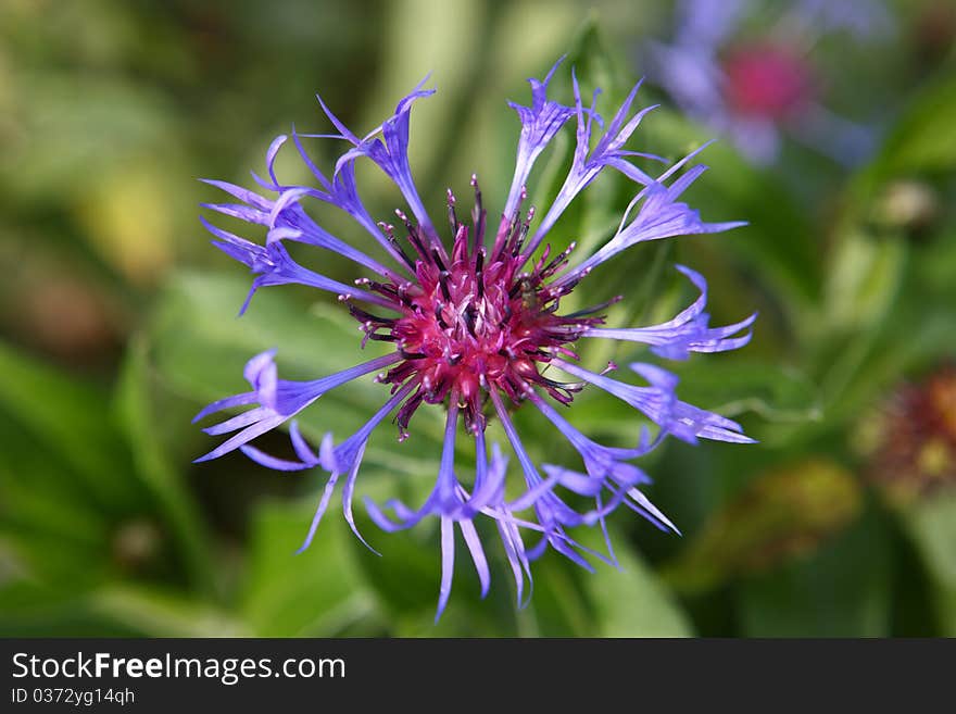 Blue mountain flower in summer