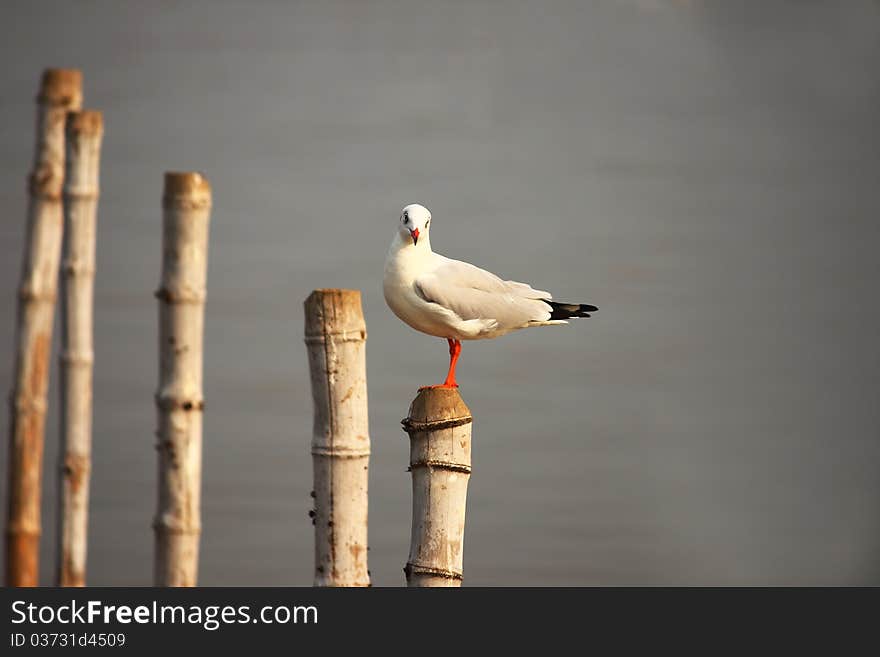 Seagull Stand Alone On Bamboo Tree