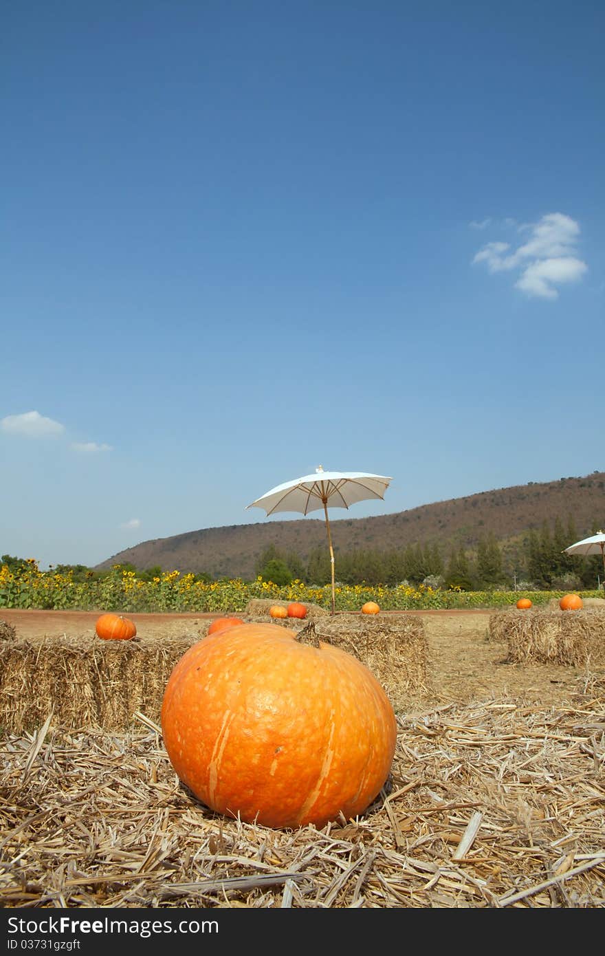 Big Pumkin In The Field