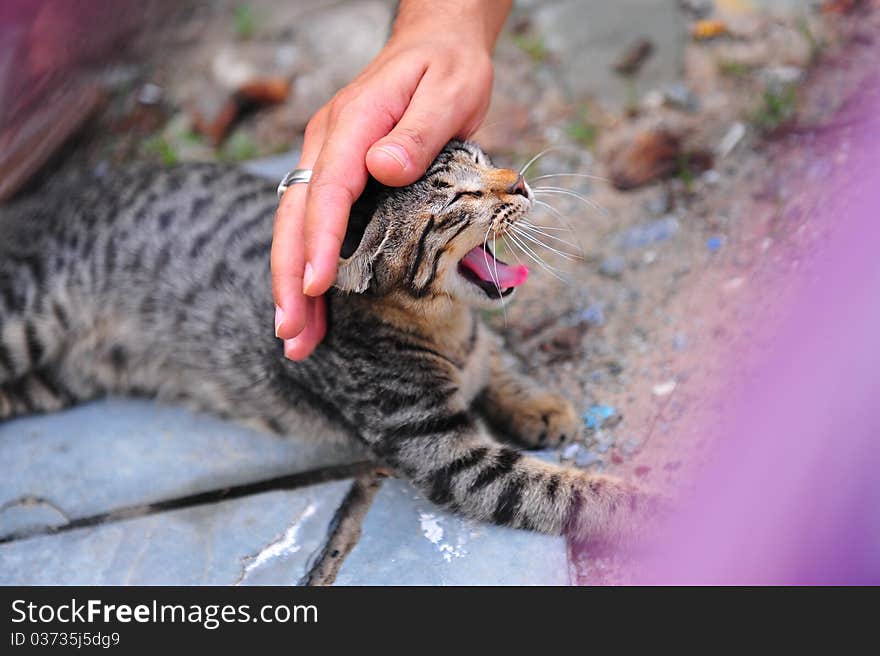 Interacting with a kitten