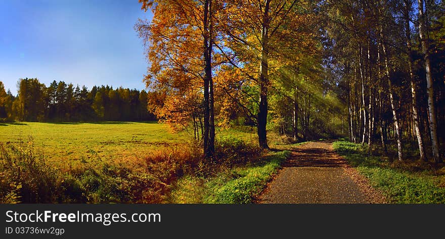 Photo of forest in autumn