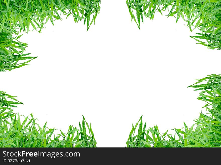 Green grass isolated on white background. Green grass isolated on white background