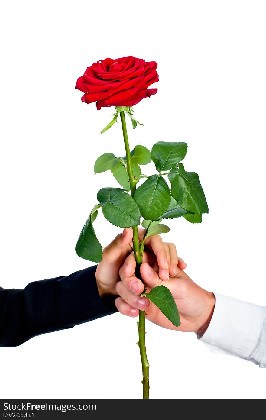 The man and the woman hold a rose on a white background