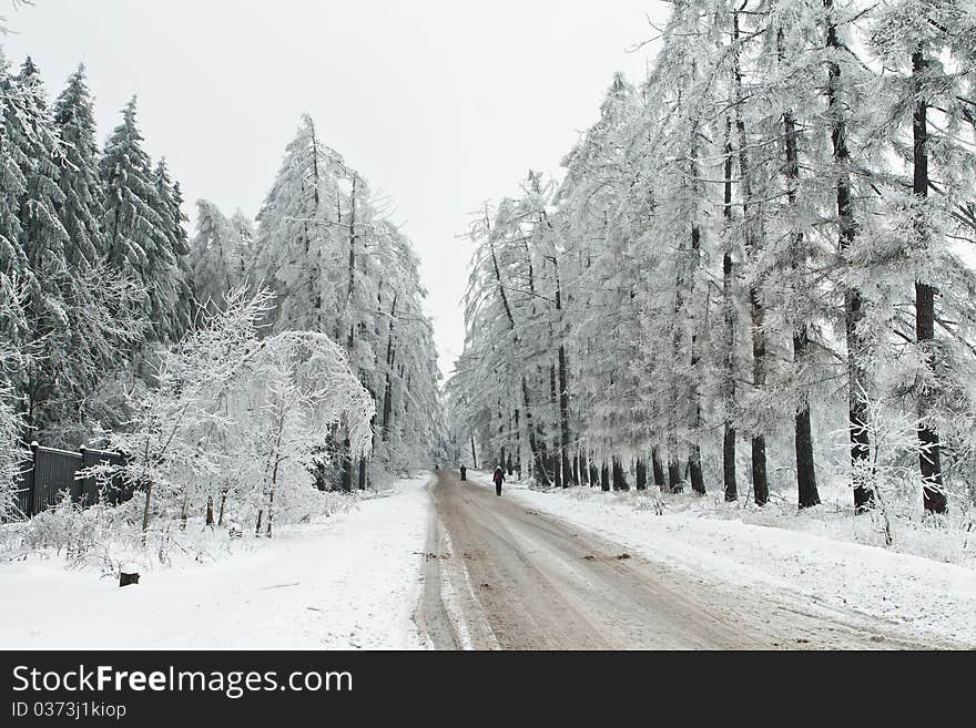 Road to park between frozen and snow-covered trees. Road to park between frozen and snow-covered trees