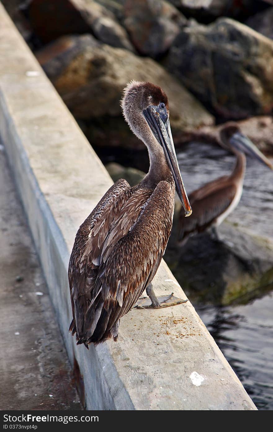 Pelicans on the Dock