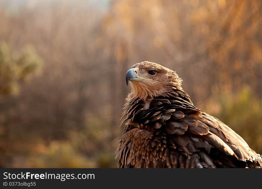 Portrait of mountain eagle in wild nature