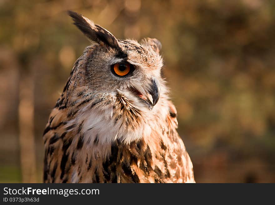 Brown owl portrait