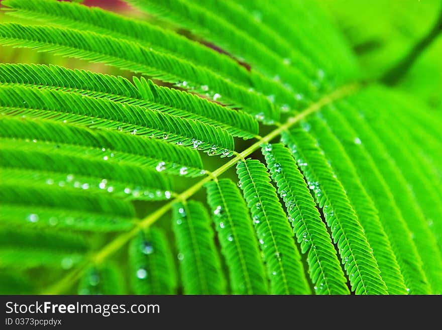 Water droplets on green tropical leaf. Water droplets on green tropical leaf