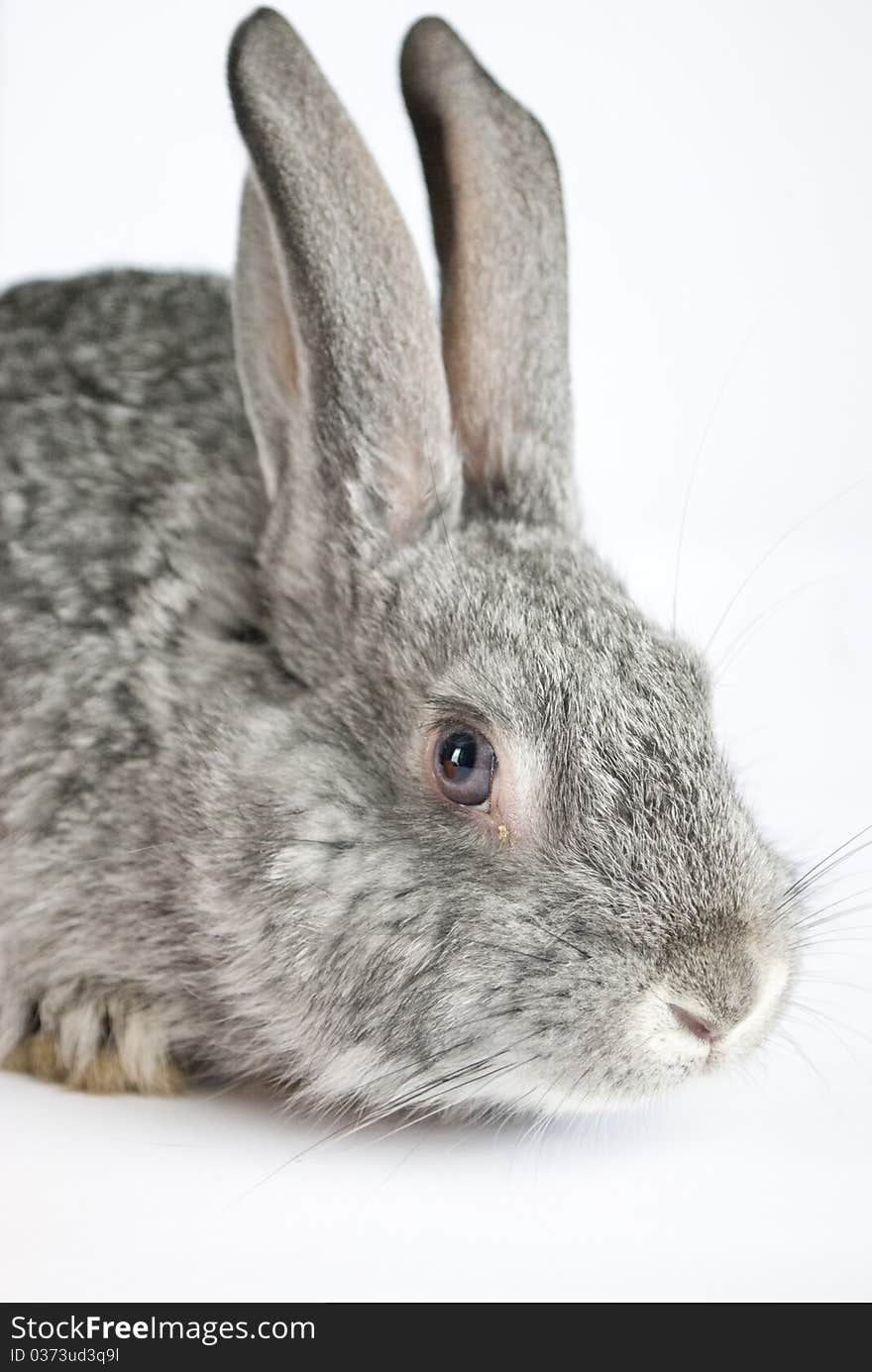 Small gray rabbit isolated on white