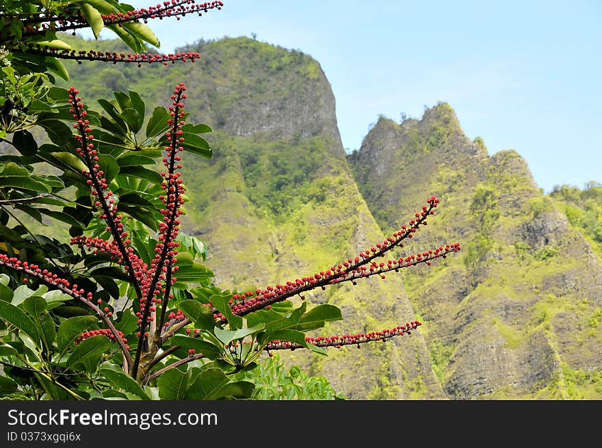 Native Tropical Octopus Tree growing in the luscious jungle Islands of Oahu, Hawaii. Native Tropical Octopus Tree growing in the luscious jungle Islands of Oahu, Hawaii