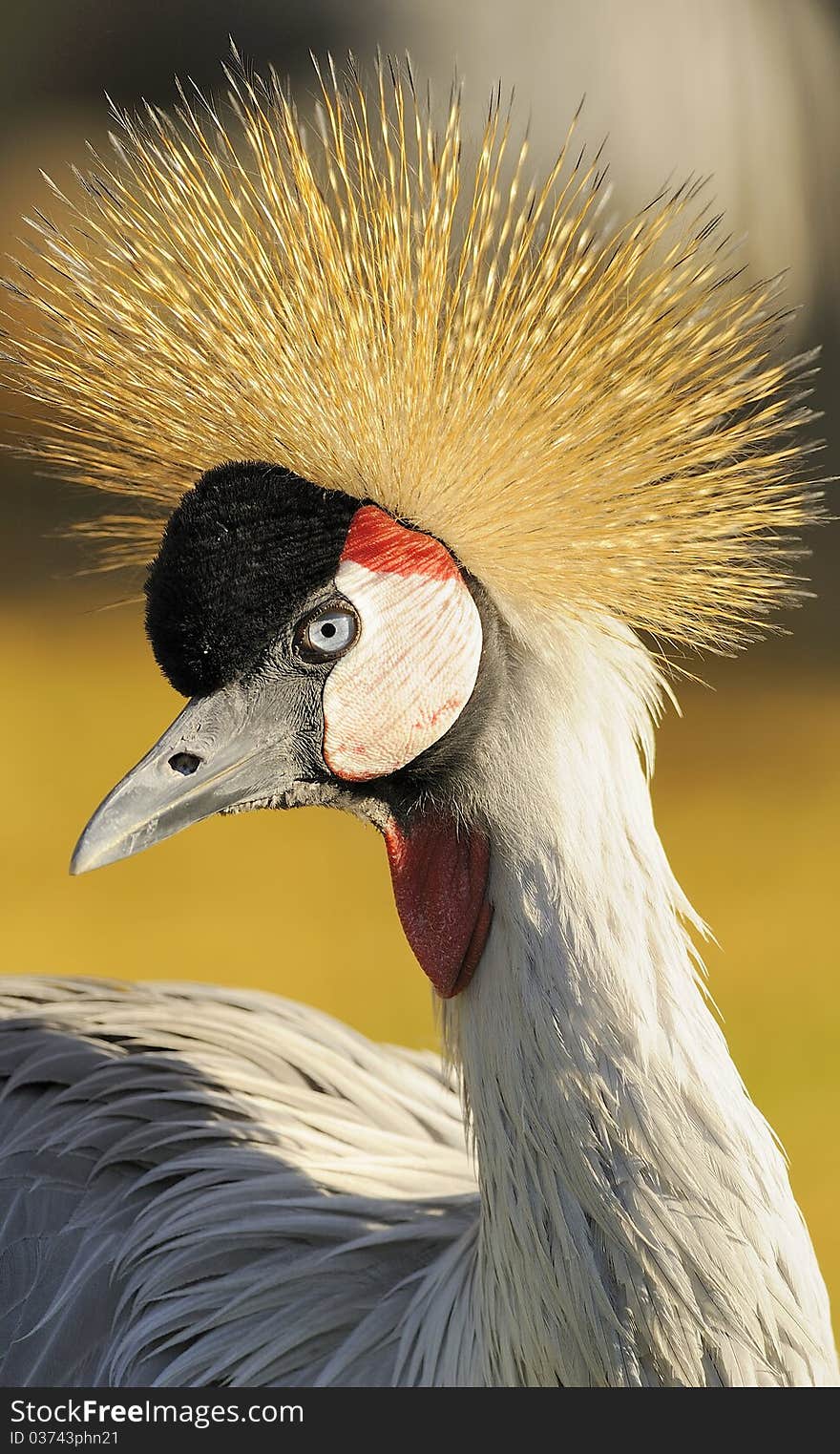 Crowned Crane