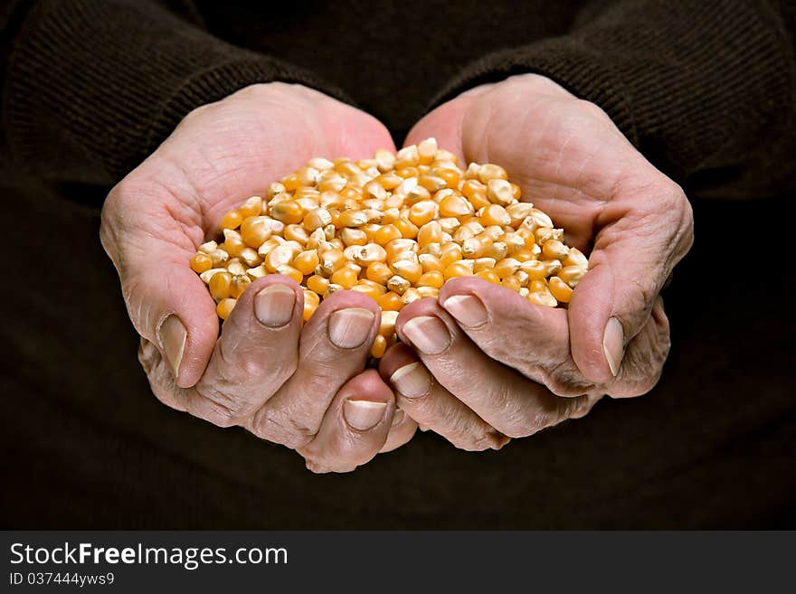 Corn in senior woman hands