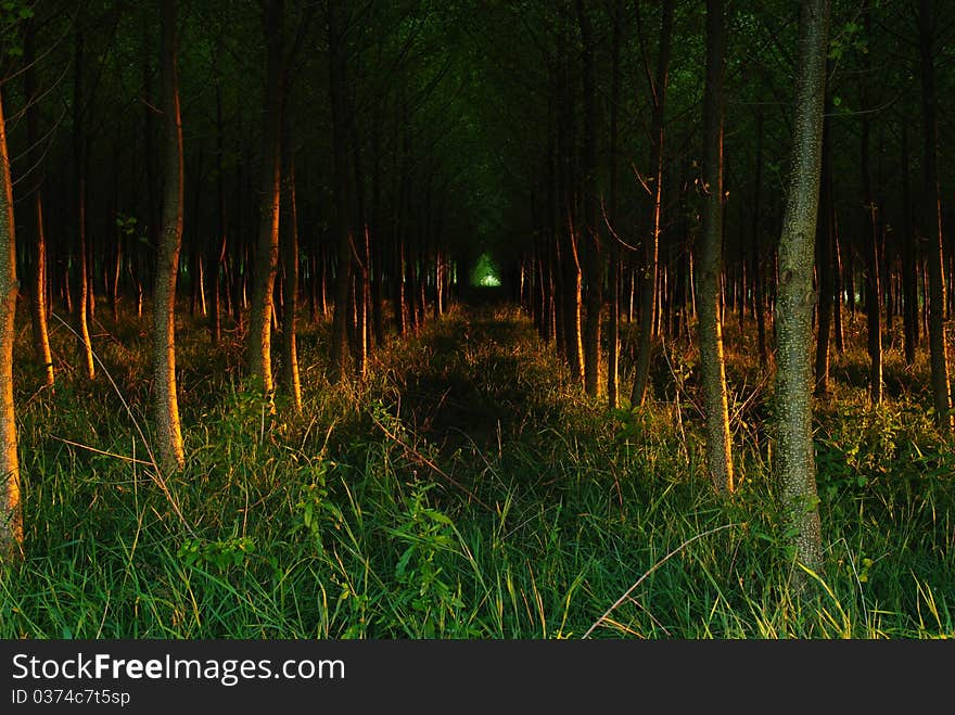 Young forest planted in the Galga valley in Hungary. Young forest planted in the Galga valley in Hungary