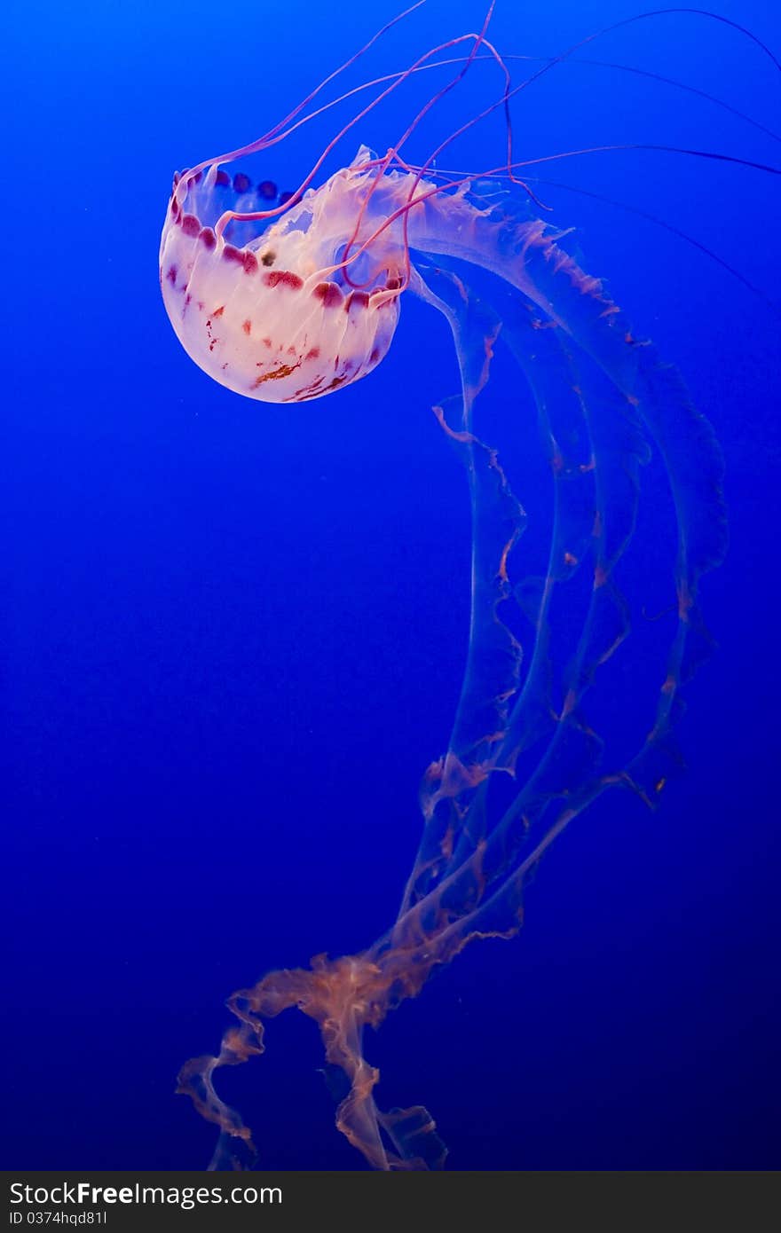 Jellyfish