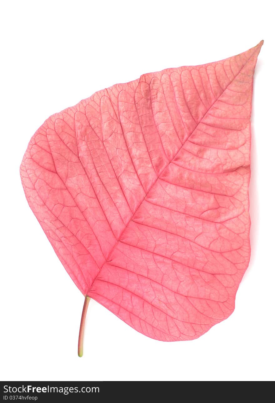 Pink poinsettia leaf