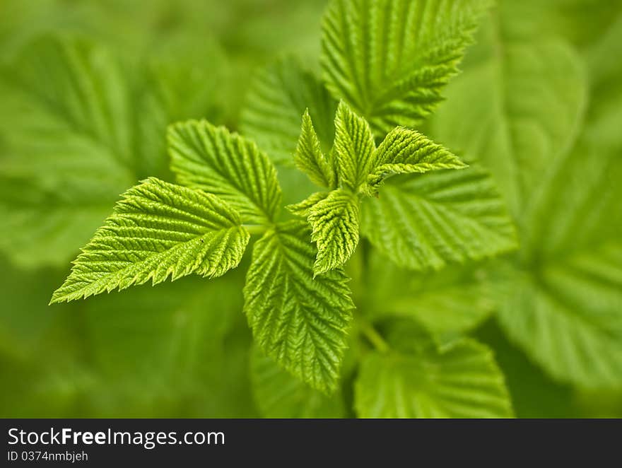 Close up of a green mint plant