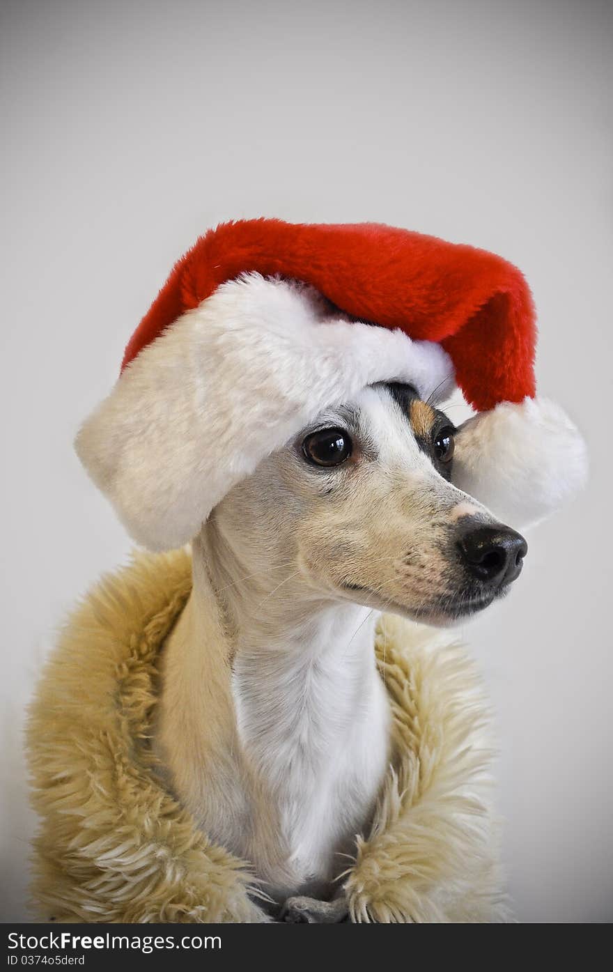 Dog wearing santa hat