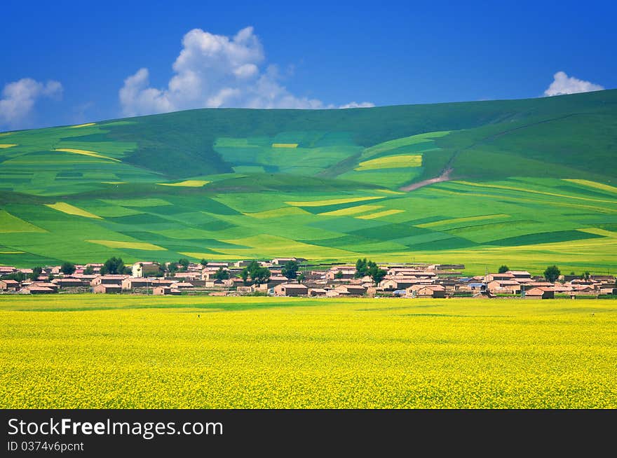 China Qinghai Rape Landscape