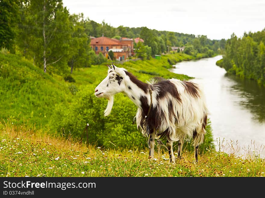 The Goat at rural landscape