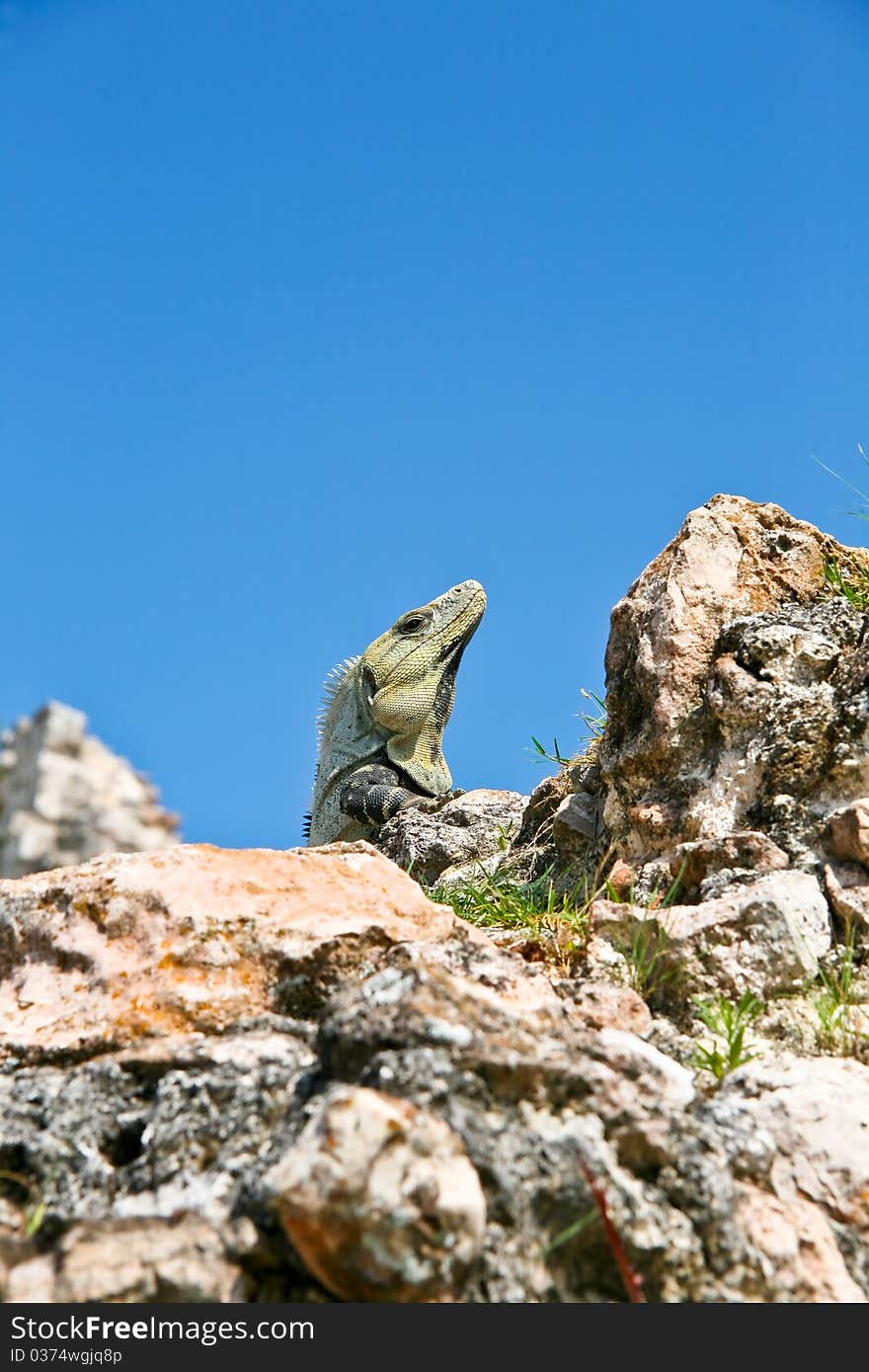 Iguana