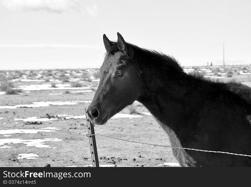 Head shot of a foal looking over a fence in black and white