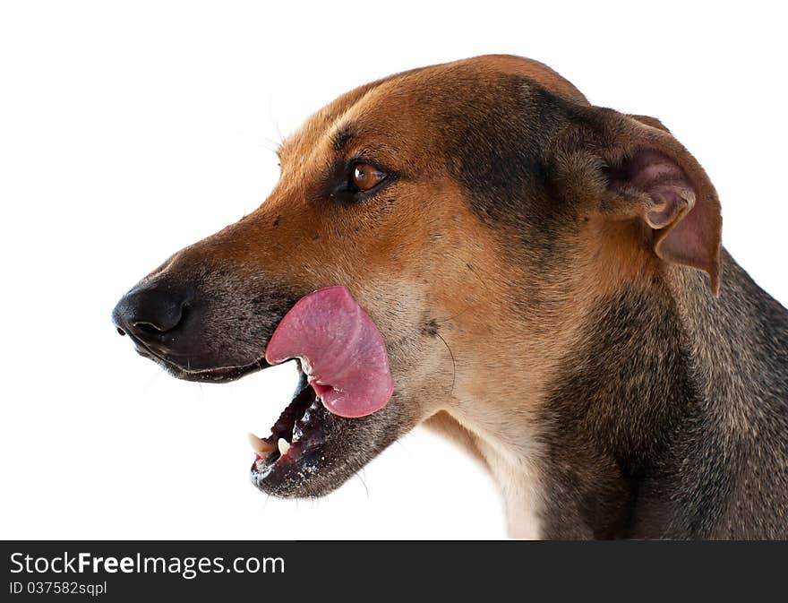 Dog with his tongue out. Isolated on white. Dog with his tongue out. Isolated on white