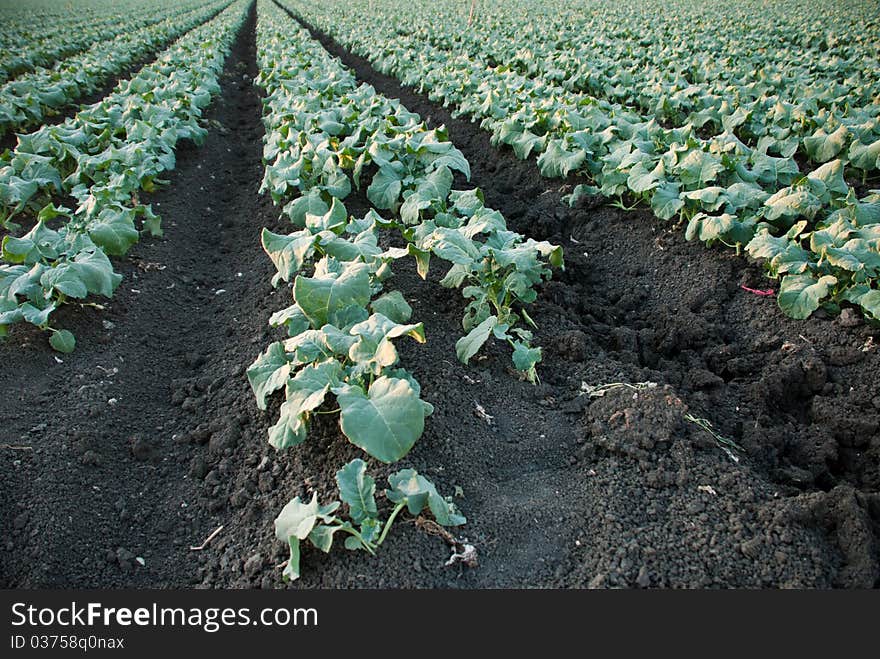 Leafy Crops