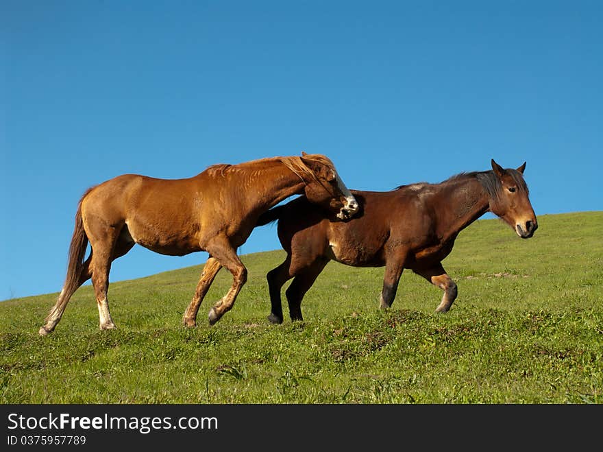 Playful Horses