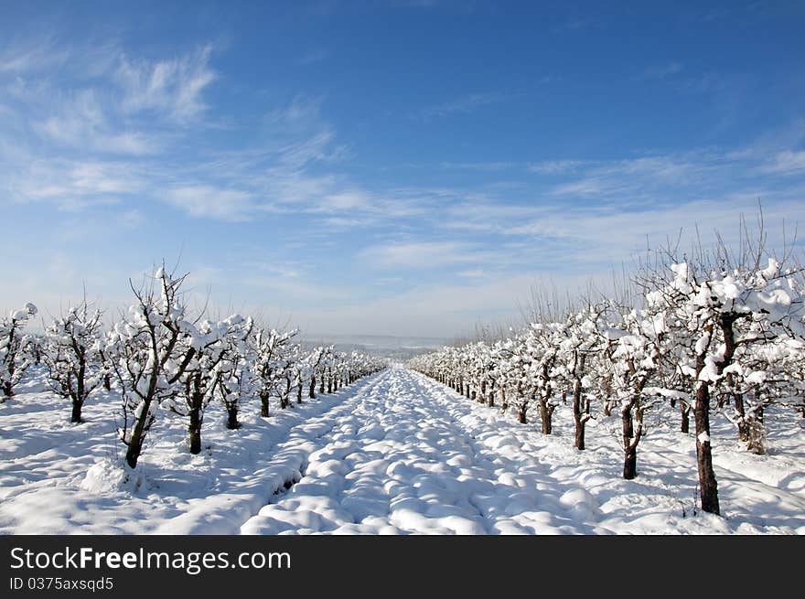 Convergent snowy orchard rows in a sunny winter day