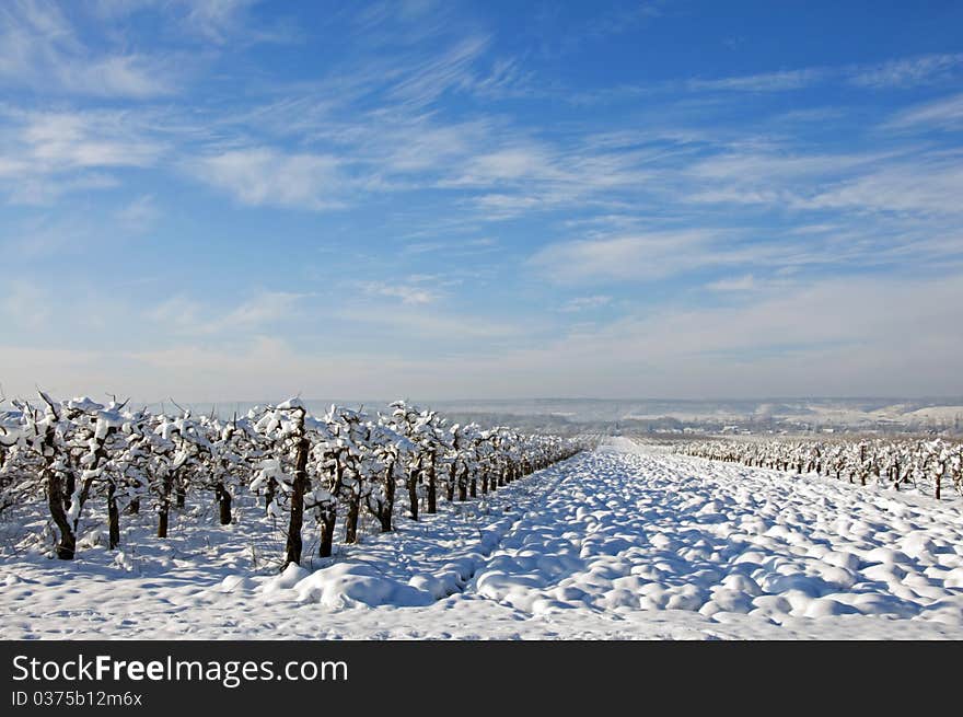 Winter Orchard