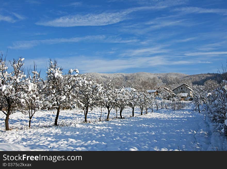 Winter household near forest