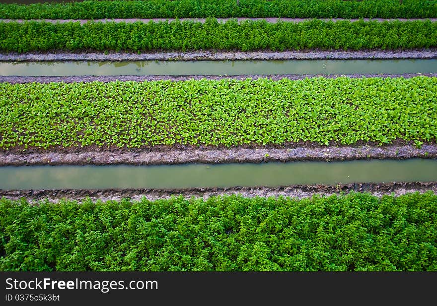 Vegetable garden