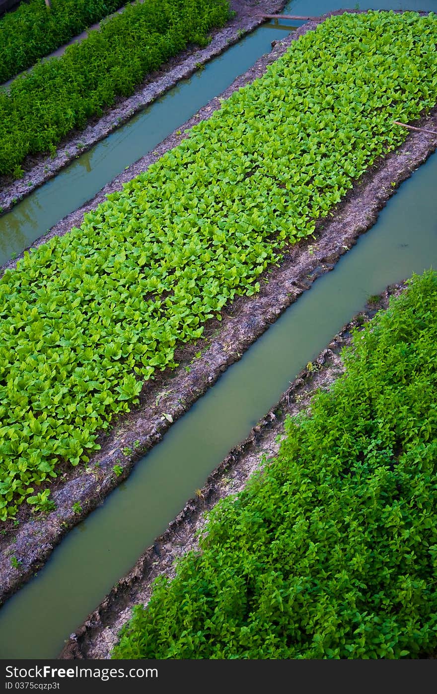 Vegetable Garden