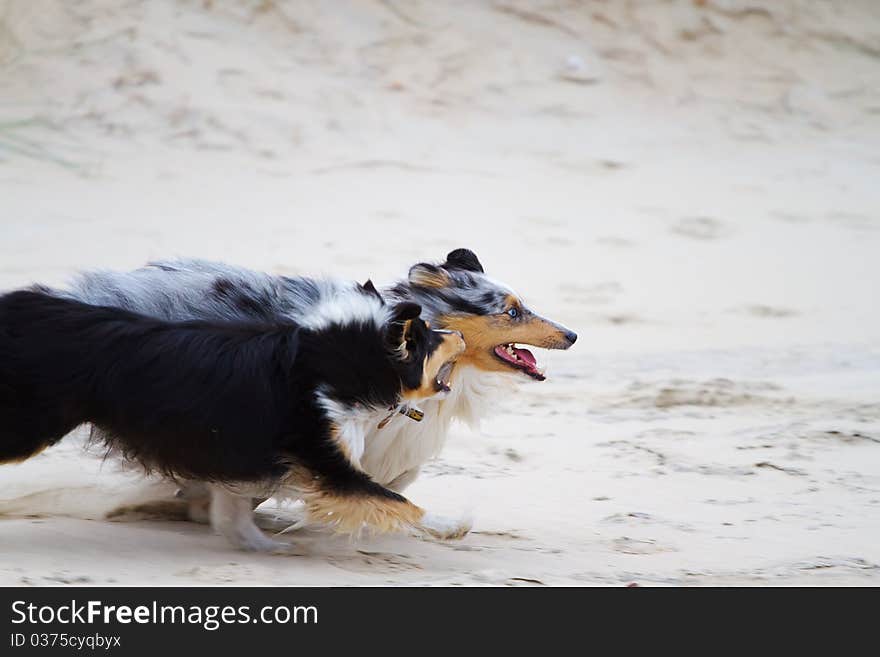 Two Shetland sheepdogs racing along the sandy beach. Two Shetland sheepdogs racing along the sandy beach.