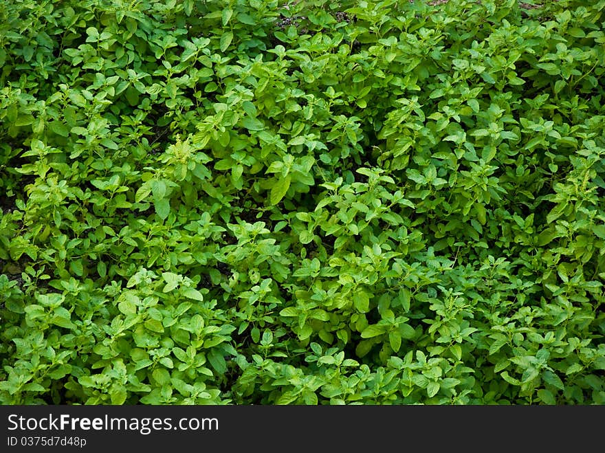 Vegetable Garden