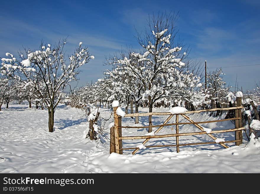 Wooden gate to snowy orchard in a sunny winter day