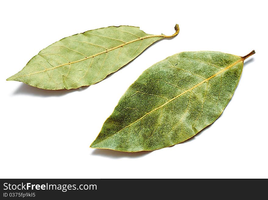 An image of a green bay leaves on white background