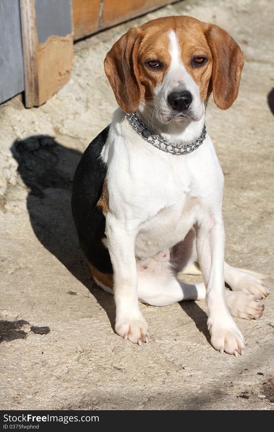 Closeup of young tricolour Beagle dog.