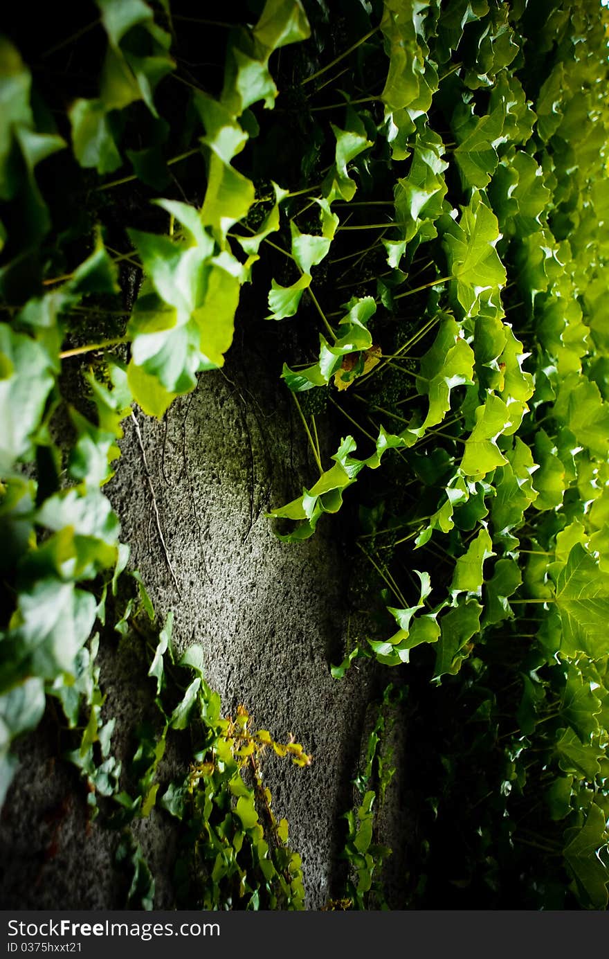 Ivy Leaves on Wall